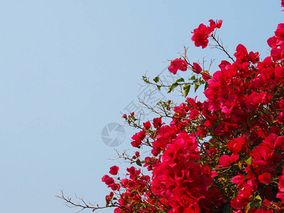 红色布干维尔的花朵图片