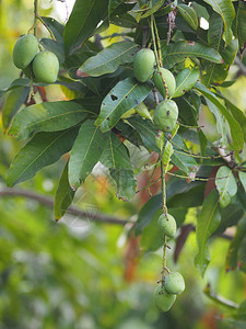 绿色水果是酸果科学名称MangiferaindicaLVar图片