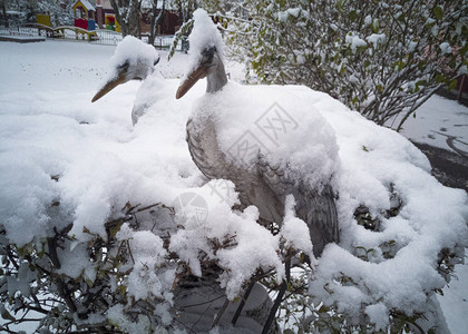 蓬松的白雪躺在灌木丛和鹳的身影上白雪皑的图片