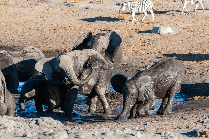 一群非洲大象LoxodontaAfricana在埃托沙公园的水坑里洗澡背景中可以看到一群Burchells平原斑马Equusqu图片