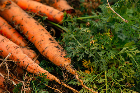 花园里新鲜采摘的胡萝卜新鲜蔬菜季节园艺和健康饮食图片