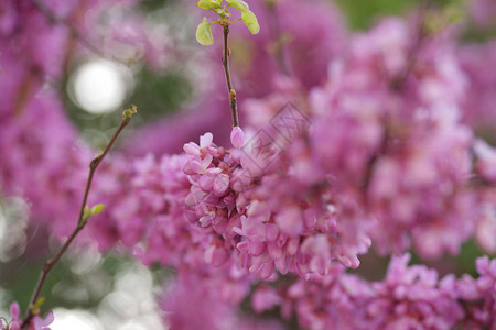 果园里开花的金合欢树枝与粉红色花朵的特写图片