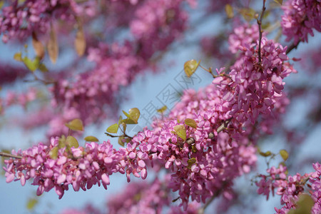 果园里开着粉红色花朵的金合欢树枝图片