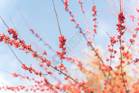 落叶冬青或冬莓负鼠山楂落叶冬青红色果实在大灌木小树上背景图片