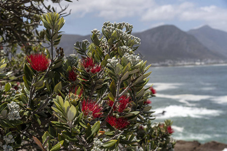 南非2019年12月在南非受欢迎的度假胜地赫曼努斯图片