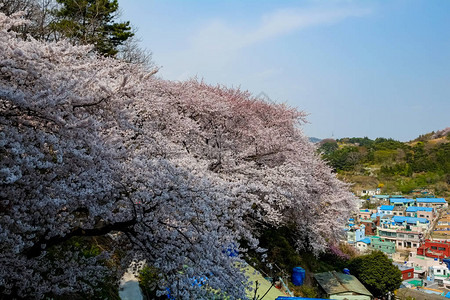 韩国樱花图片