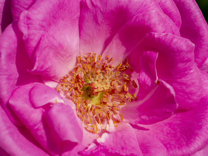 粉红玫瑰花朵RosaDamascena图片