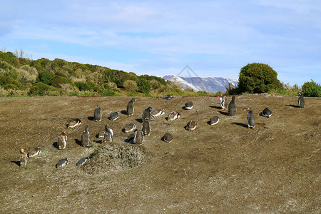 马尔蒂略岛野生企鹅集团阿根廷巴塔哥图片