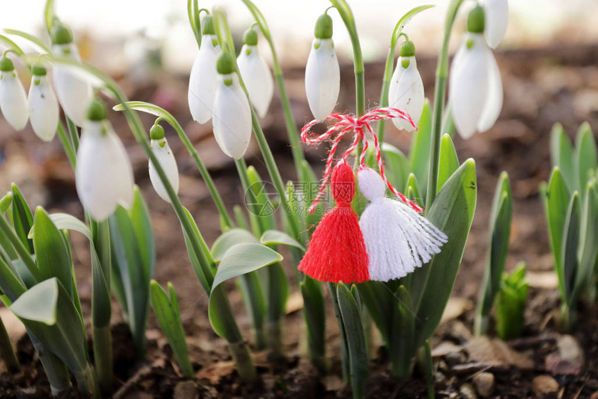 雪花莲和martenitsa春天的象征白色的雪花莲和martisor巴玛尔塔假期保加利亚的传统巴玛尔塔日春天的花朵和marten图片