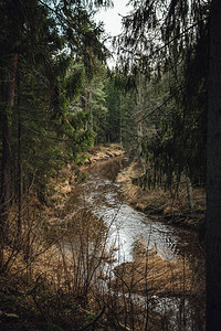 松林环绕的河景图片