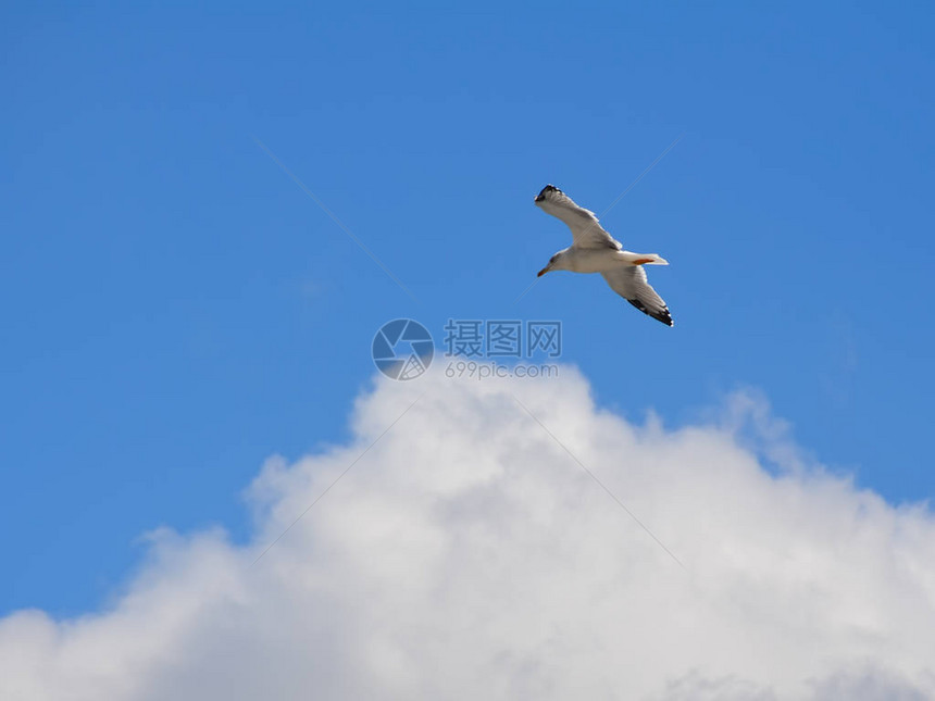 一只海鸥在一大片白云的背景下漂浮在空中图片