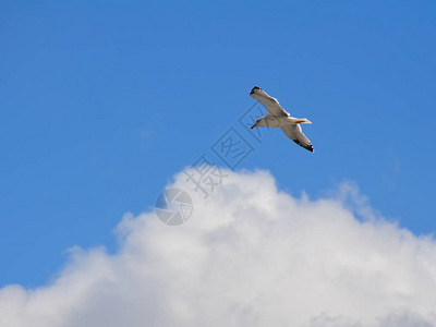 一只海鸥在一大片白云的背景下漂浮在空中图片