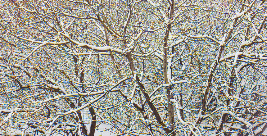 雪坐在树枝上图片