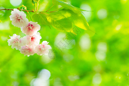 粉红色的樱花Sakura花模糊背景上的软焦点樱花或樱花阳光下的樱花和绿叶情人背景图片