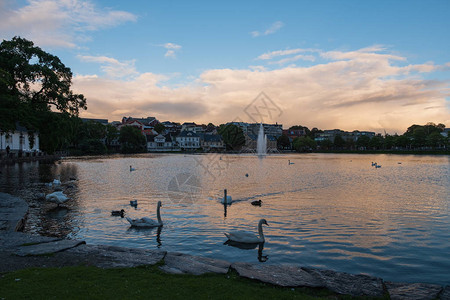 Breiavatnet湖上的Swans图片