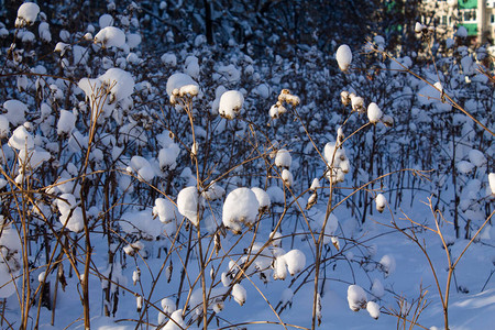 冬天干燥的植物雪图片