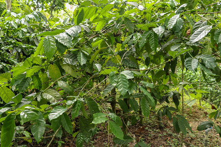 新鲜咖啡巴厘岛树上的工业农阿拉比卡咖啡特写图片