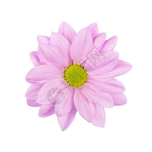 淡粉色雏菊洋甘菊或花与黄色花芯宏观照片隔离花图片