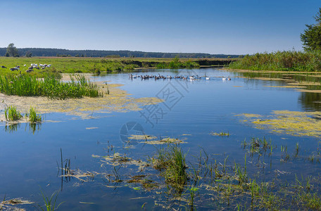 乌克兰Poltavskaya州梅拉河小和一群母鹅的潮季夏风景图片