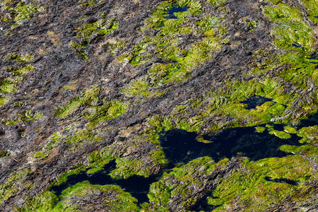 水面上的绿藻图片