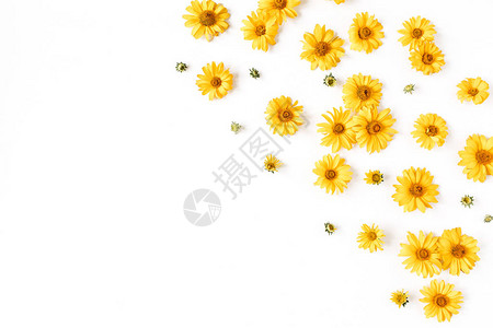 平面放黄色的菊花蕾和白底叶子图片