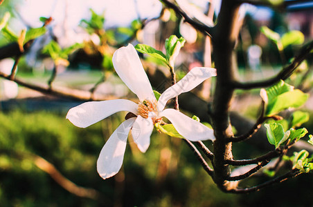 春天花园里有郁金香花的白玉兰图片