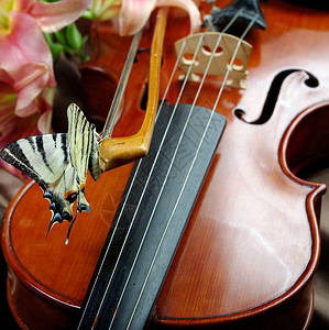 音乐和自然小提琴和鲜花坐在弓上图片