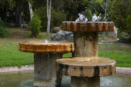 鸽子在瓦伦西亚城市公园的喷泉中沐浴图片