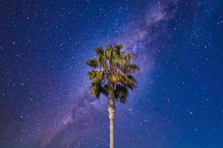 在繁星点的夜空前棕榈树叶在风中摇摆图片