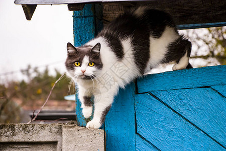 沉睡的黑猫和白猫坐在对着图片