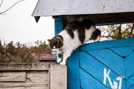 沉睡的黑猫和白猫坐在对着图片