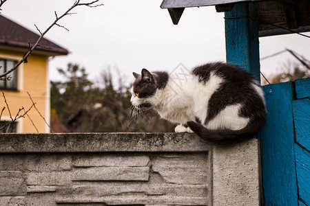 沉睡的黑猫和白猫坐在对着图片