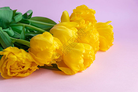 节假日黄色郁金香泡菜包妇女节情人节命名日在粉红色背景图片