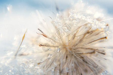 冬天温柔毛冻的花朵和雪花图片