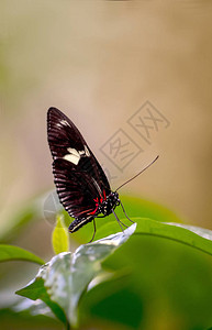 栖息在绿叶上的小蝴蝶被称为邮差蝴蝶图片