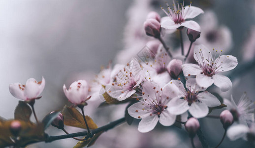 深色散景背下的春花特写宏观樱花树枝盛开的春天果园景观美丽的复图片