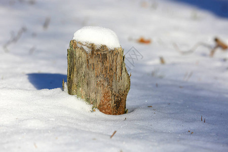 冬季草地上雪下的旧木桩图片