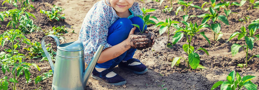 花园里的幼苗和浇水植物图片