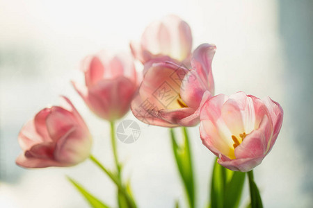 粉红色郁金香的春花图片