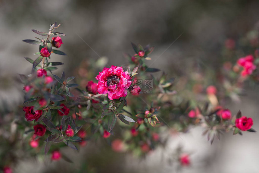 盛开的马努卡植物美丽的小粉红图片