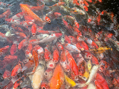 锦鲤鱼在水族馆游泳花式鲤鱼高清图片