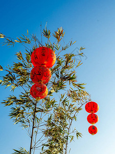 蓝天背景竹树上挂红灯笼图片