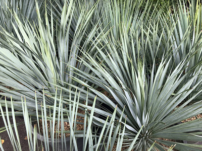 棕榈树的锋利叶子图片