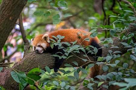 睡在树上的小熊猫火狐四川省高清图片