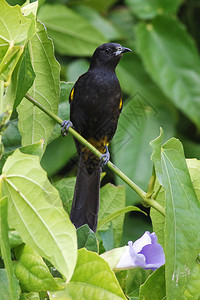 古巴稀有地方鸟类物种图片