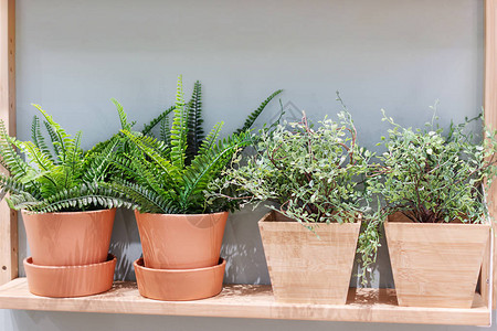 室内装饰的花盆中的绿色植物家庭园艺概图片