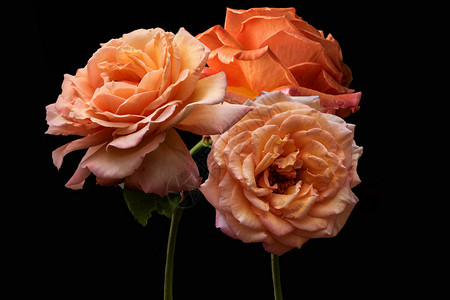 橙色玫瑰春天和夏日的花朵紧闭图片