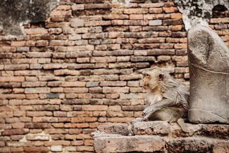 泰国动物园砖上的猴子图片