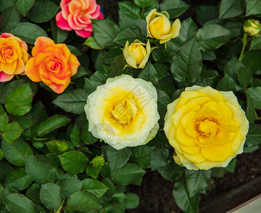 花园上混合茶玫瑰的特写图片