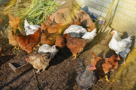 母鸡在母鸡家里吃玉米鸡群围着图片